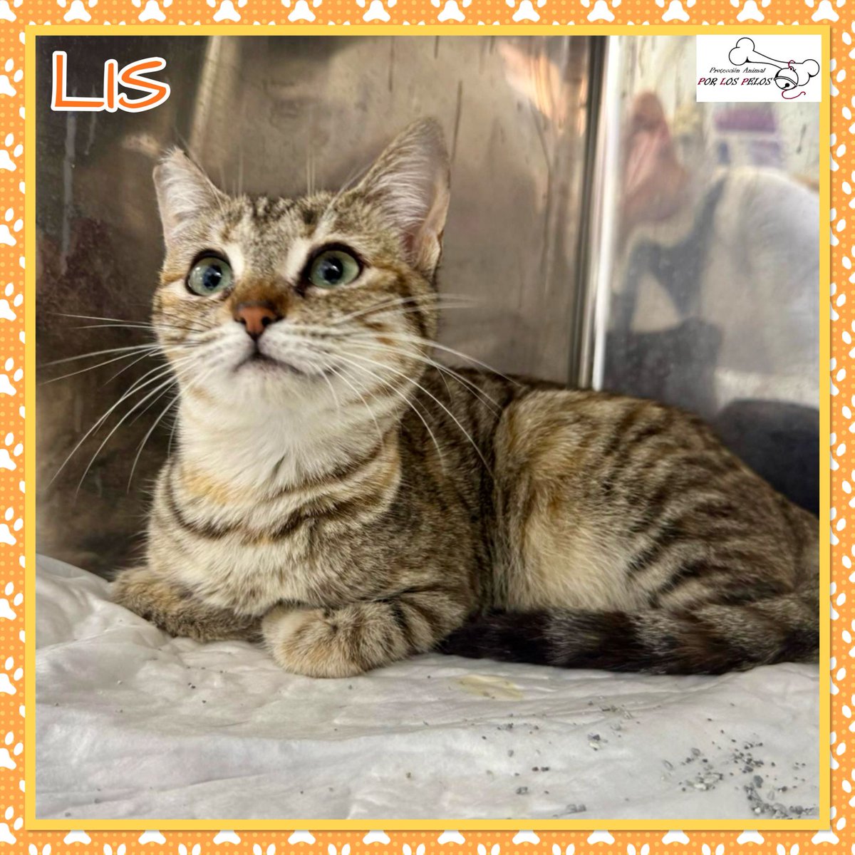 𝐏𝐎𝐑 𝐋𝐎𝐒 𝐏𝐄𝐋𝐎𝐒 tweet media