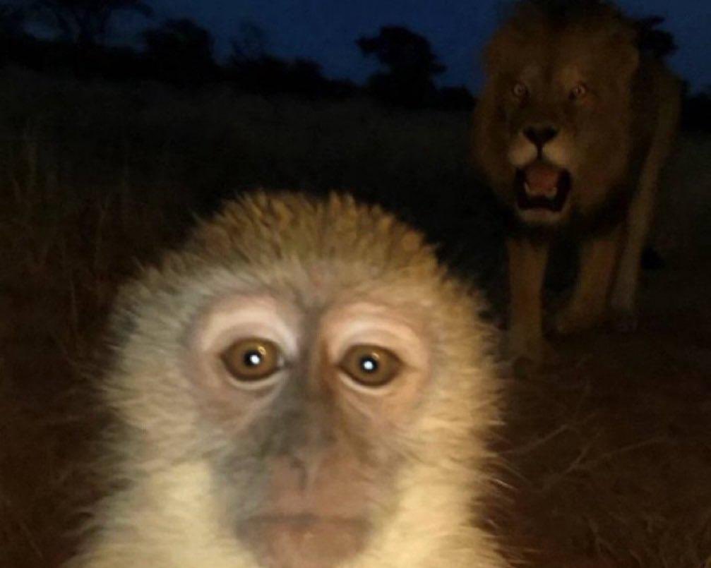 ɪɴᴅɪɢᴏ⁷🪭 tweet media