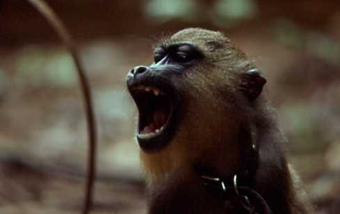 mzeeshimba05's tweet photo. ＃wild Life
＃アフリカの野生動物
＃mandrill
#マンドリル
ジャングルの中を天敵の
ヒョウを避け空のワシを警
戒しながら樹になる実や葉
草昆虫などを食べながら移
動している特に木の実はい
つ頃どの樹になるのか良く
知っている https://t.co/I26mn5Dq8R