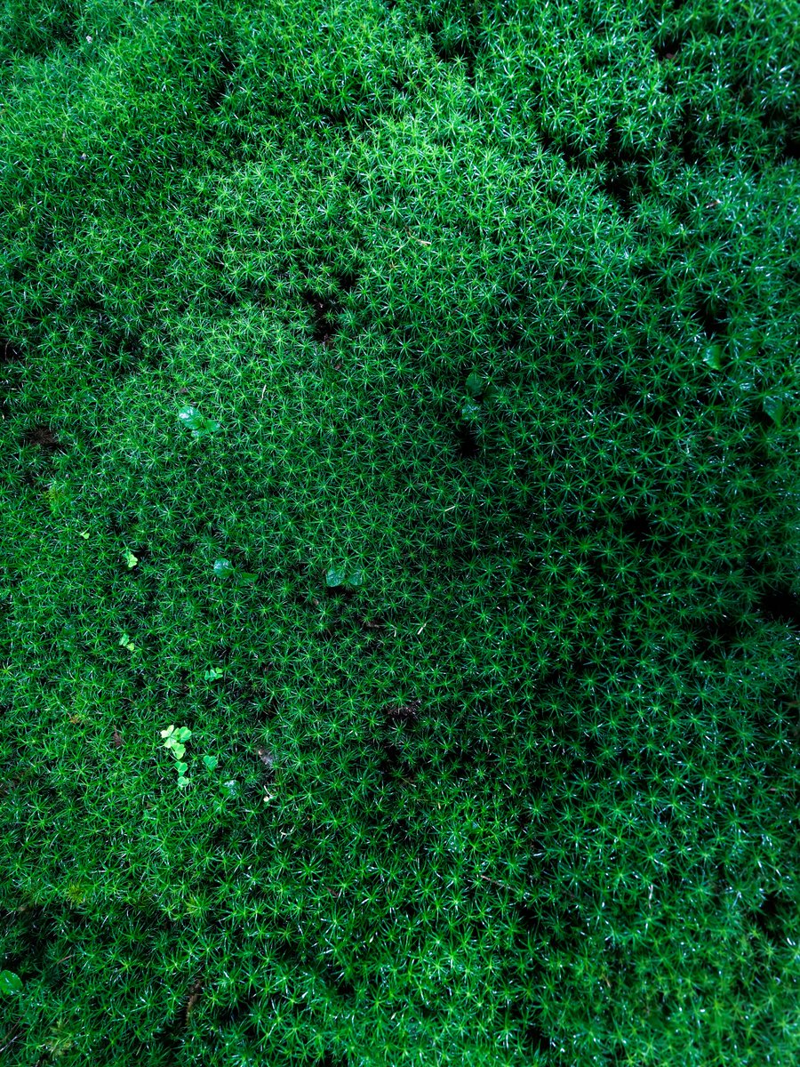 星を敷いたような苔。