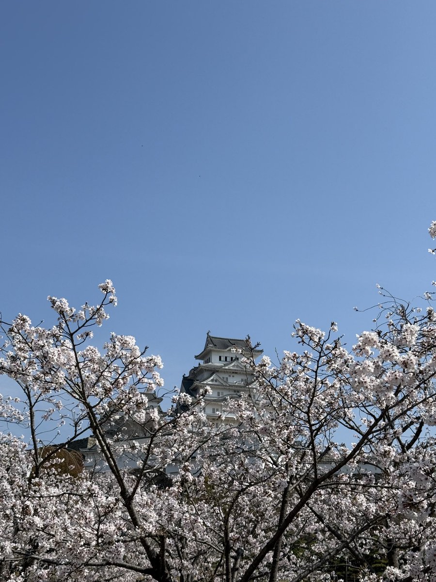 hero_kei's tweet photo. 夜桜最高！ https://t.co/sbmtqeQw8p