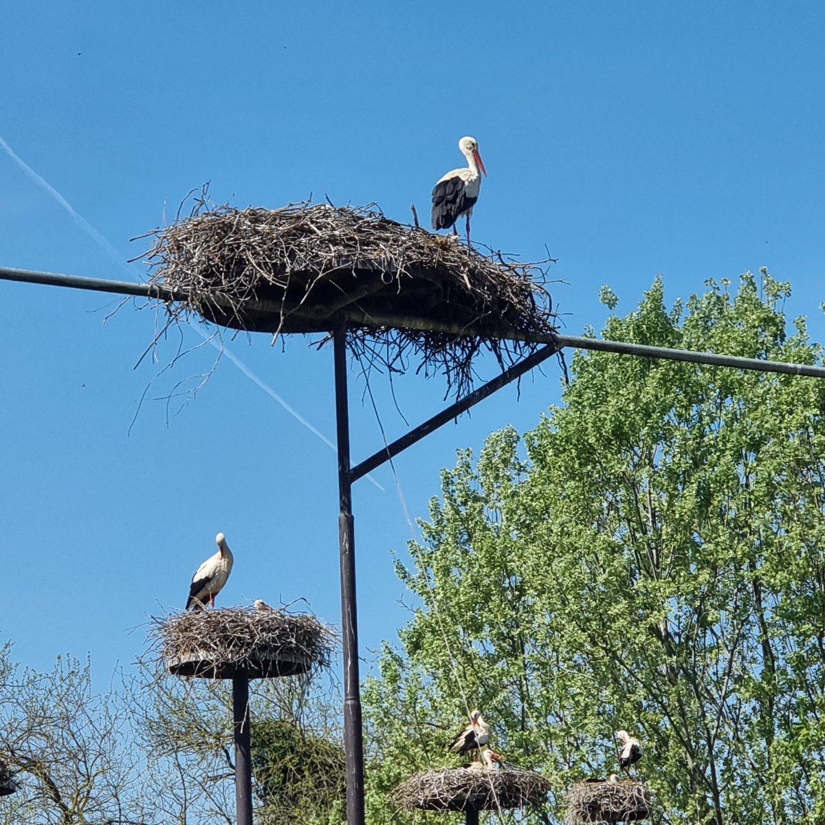 Camillo Langone tweet media