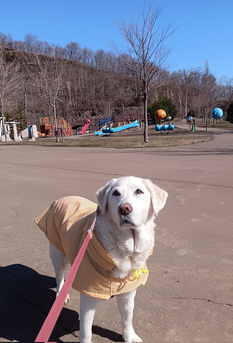 ヴァレリーLove tweet media