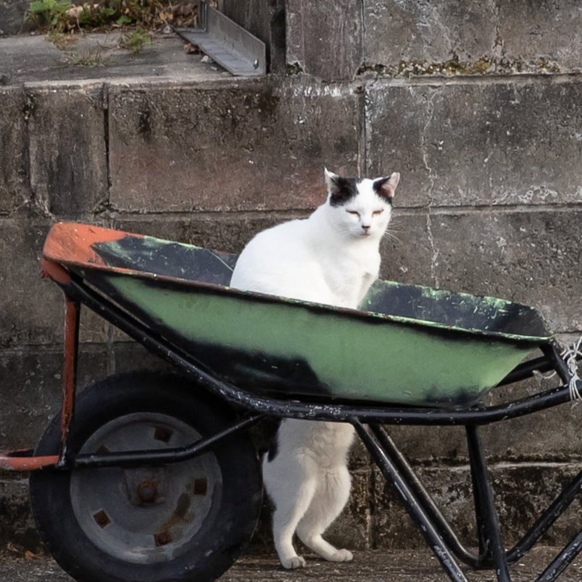 poorly drawn cats tweet media