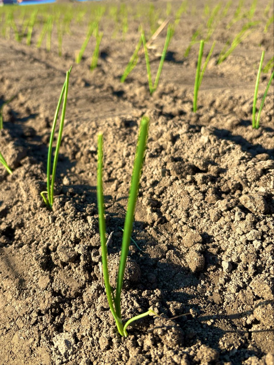 さくっち＠Ｂ&Ｃ tweet media