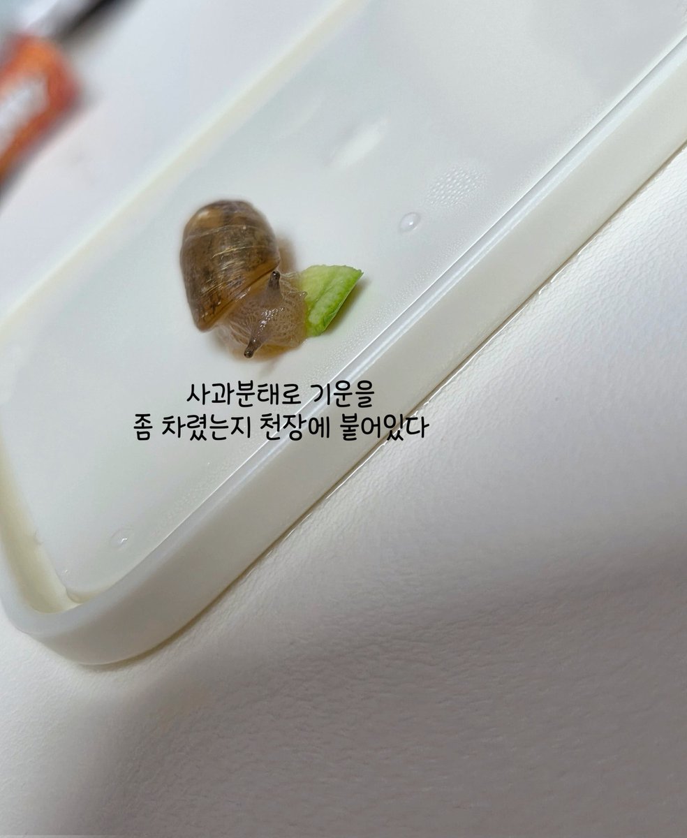 테풀잎 tweet media