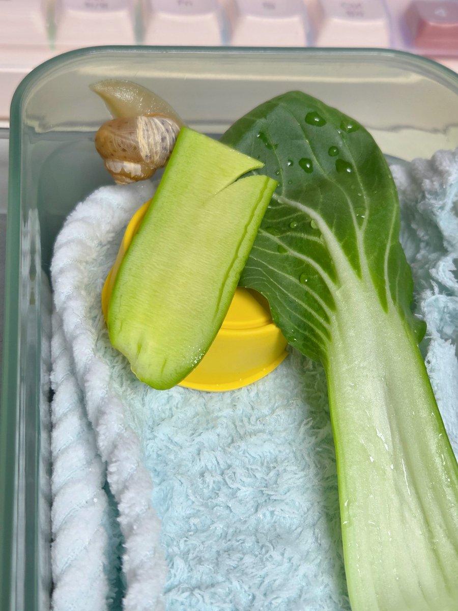 테풀잎 tweet media