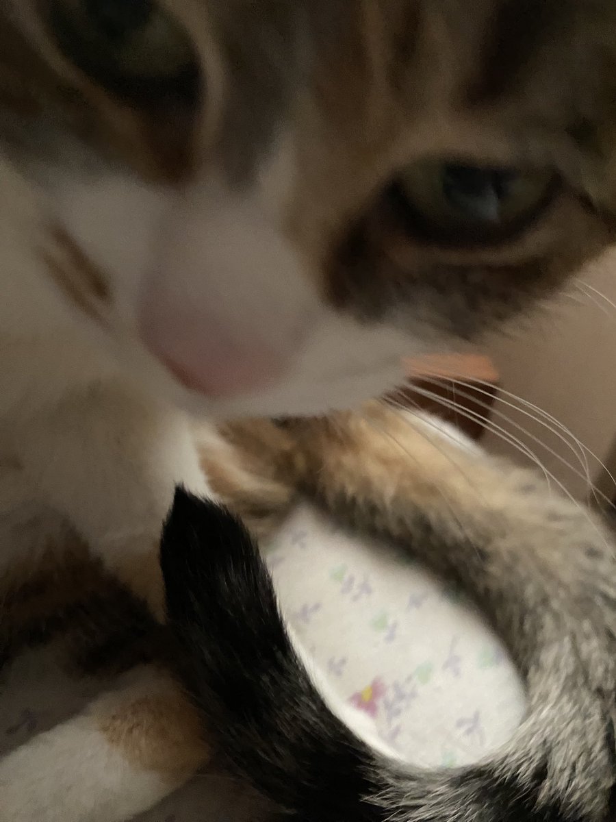 Gangle’s version tweet media