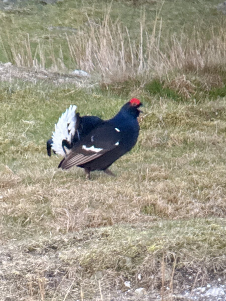 kevjsmith3's tweet photo. Brilliant pre work trip to the North Wales  uplands. Great to catch a brief ring ousel on their way through. https://t.co/EnaLaGFQBo