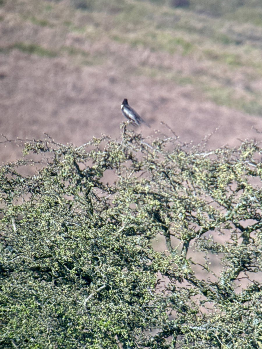 kevjsmith3's tweet photo. Brilliant pre work trip to the North Wales  uplands. Great to catch a brief ring ousel on their way through. https://t.co/EnaLaGFQBo