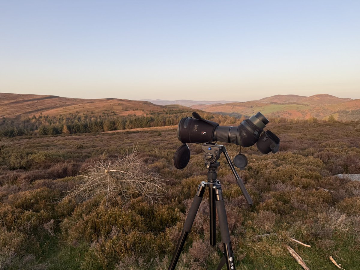 kevjsmith3's tweet photo. Brilliant pre work trip to the North Wales  uplands. Great to catch a brief ring ousel on their way through. https://t.co/EnaLaGFQBo
