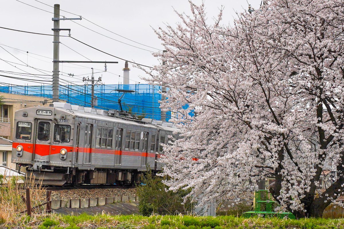 桜を横目に走る北陸鉄道7000系