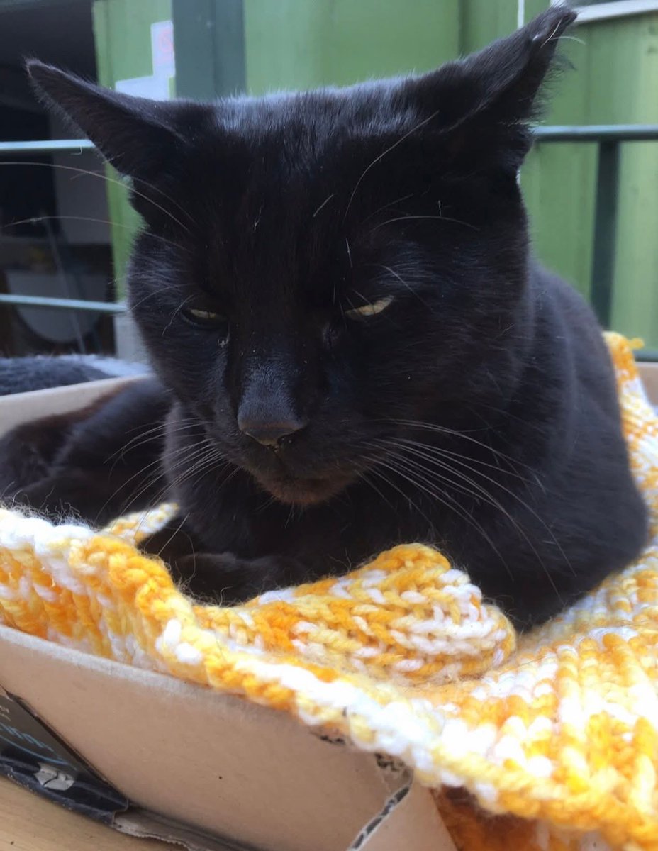 Alyson Meadowcroft, in memory of Macey, RIP 🌈. tweet media