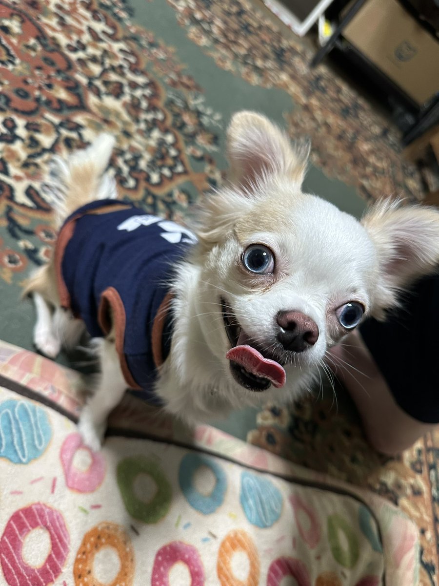 Artemis@ 疲れ気味!!😂 tweet media