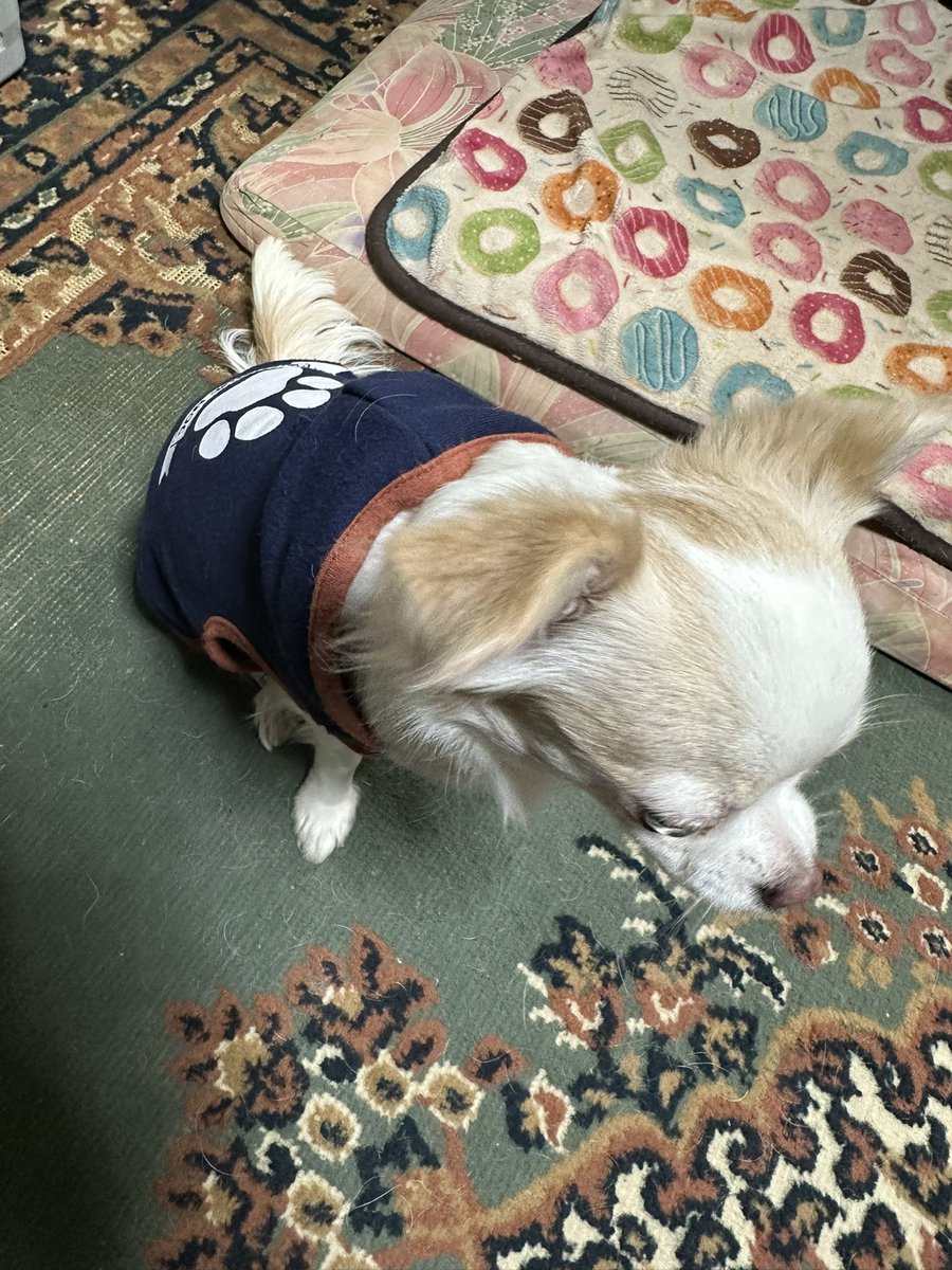 Artemis@ 疲れ気味!!😂 tweet media