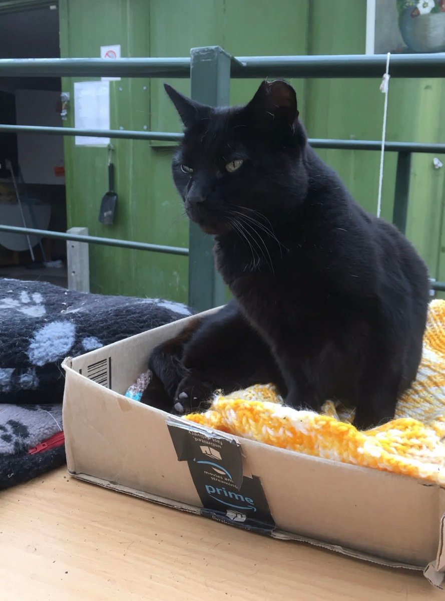 Alyson Meadowcroft, in memory of Macey, RIP 🌈. tweet media