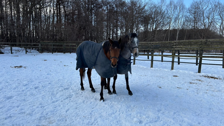 日高の競走馬生産牧場「フジモトバイアリースタッド」＠クラファン挑戦中 tweet media