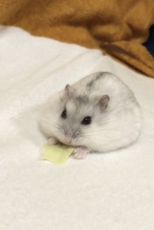 けぇこ🍆 tweet media