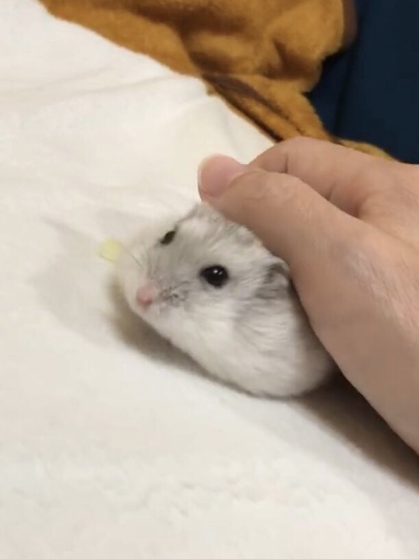 けぇこ🍆 tweet media