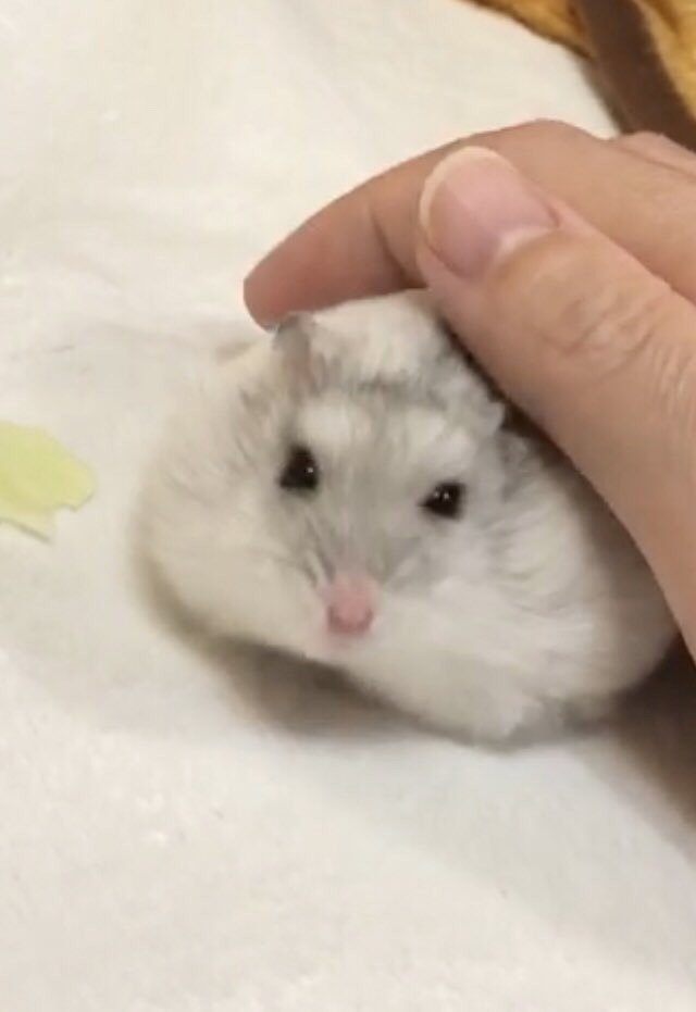 けぇこ🍆 tweet media