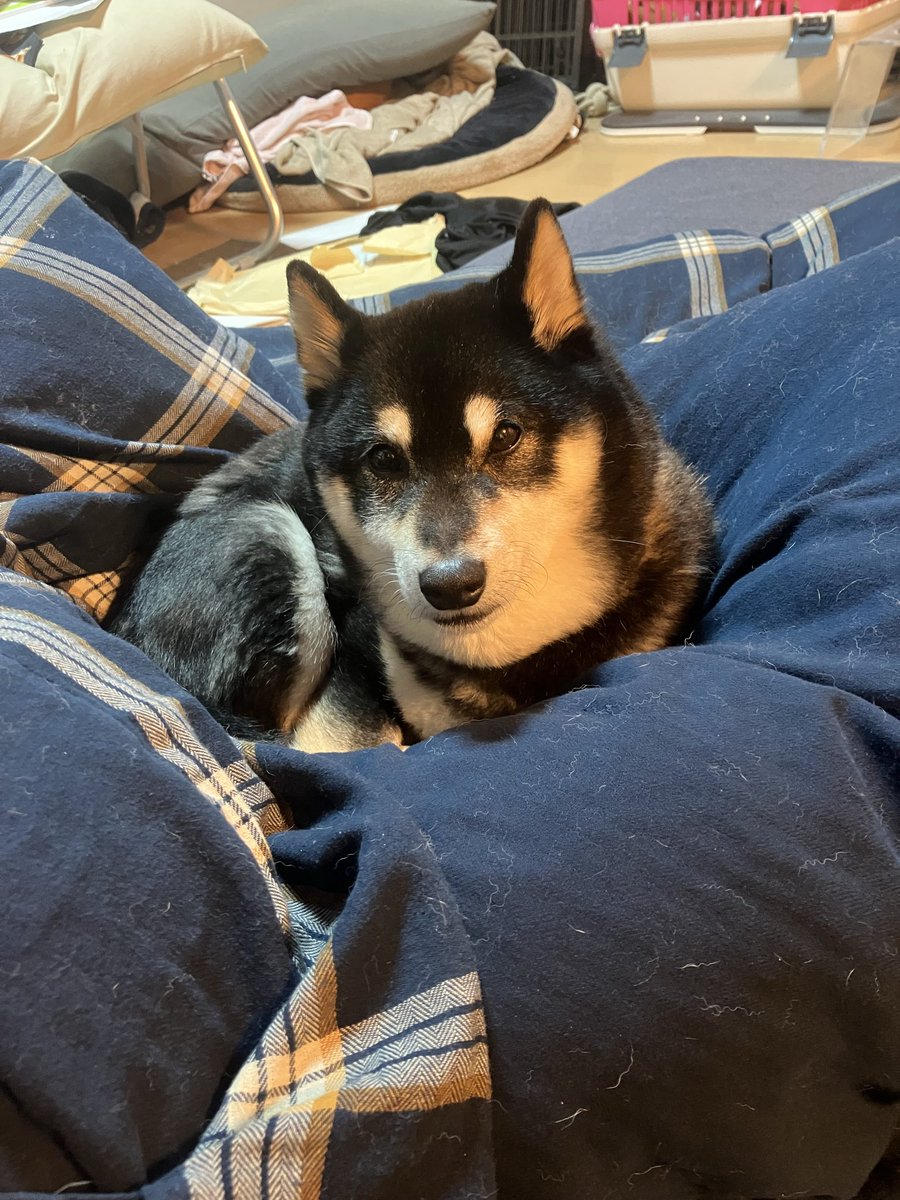 関美能留 tweet media