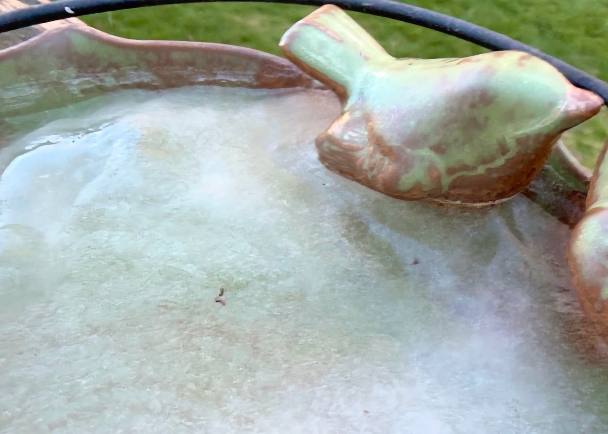 mchesner's tweet photo. It was so cold overnight (low of 25 F/-3.9 C) that the bird bath froze solid!

#SpringChill #ColdSnap #WintersRevenge #TrumbullCT #Connecticut https://t.co/HAzpHKm6Xw