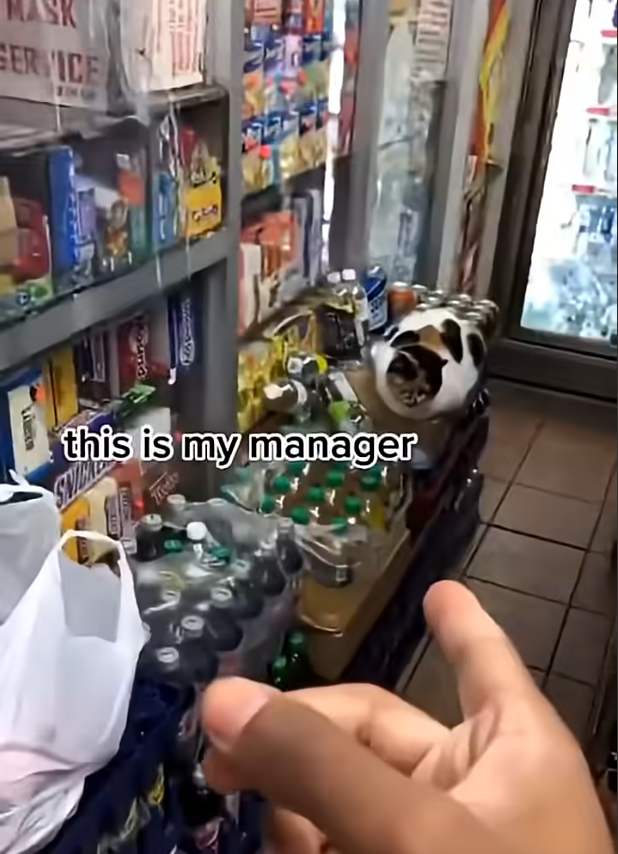 Madramimi tweet media