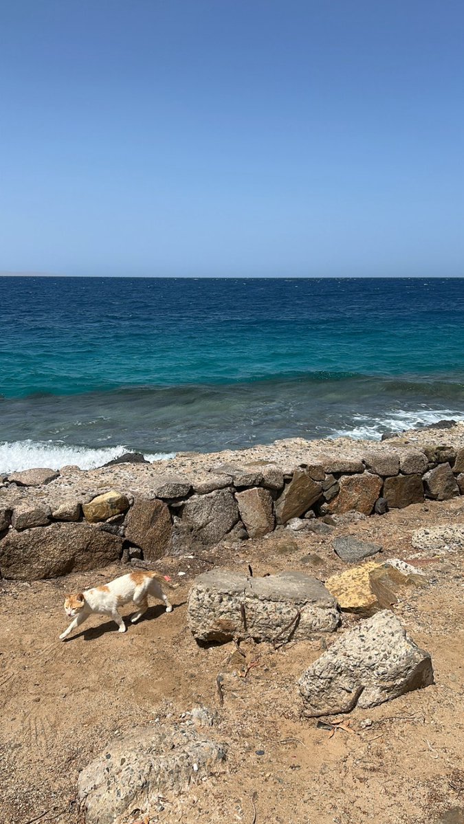 هدّب . tweet media