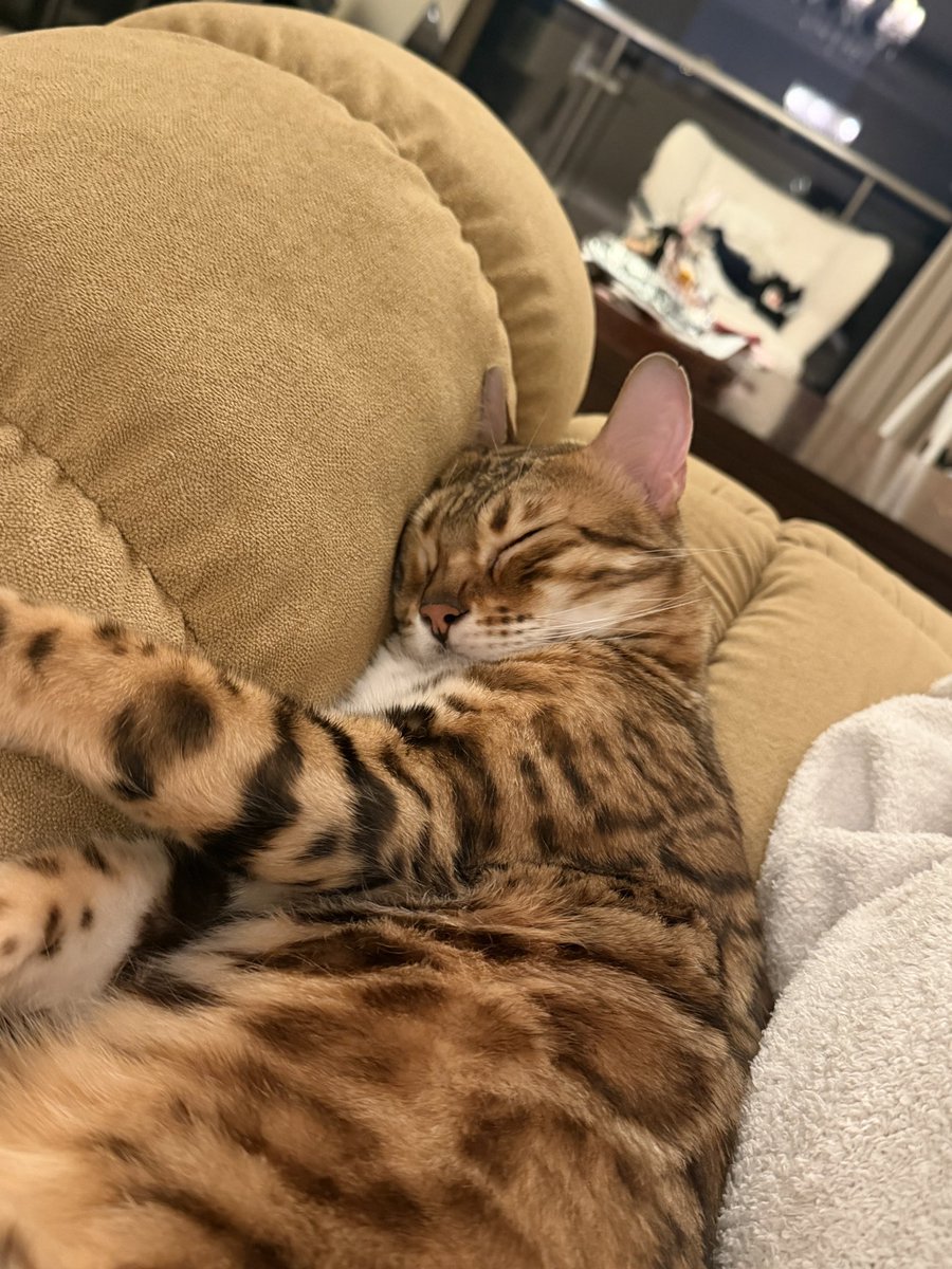 陈一发儿 tweet media