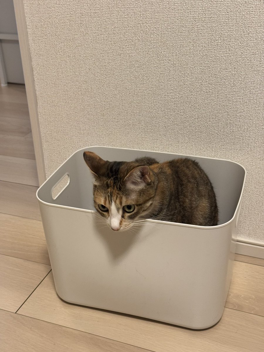 cantona_7's tweet photo. #猫 #猫のいる幸せ #猫のいる生活 #猫好きさんと繋がりたい https://t.co/rNGyP2OIMS