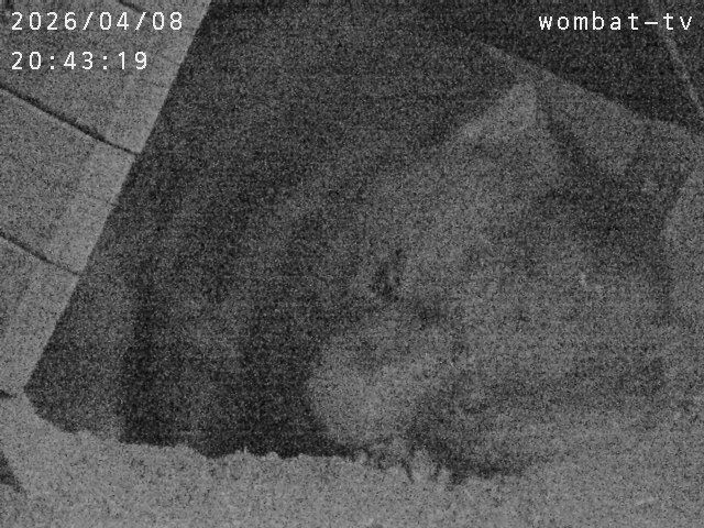 おとうふ tweet media