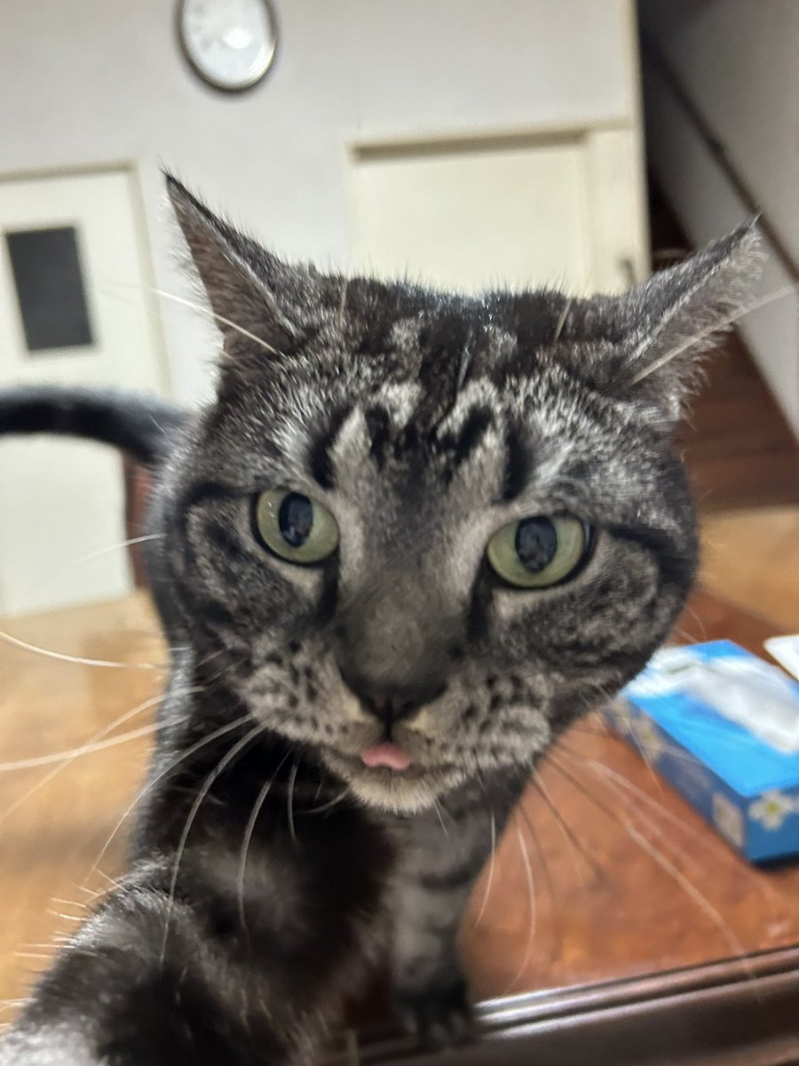 Hamu@猫のりんと暮らす人 tweet media