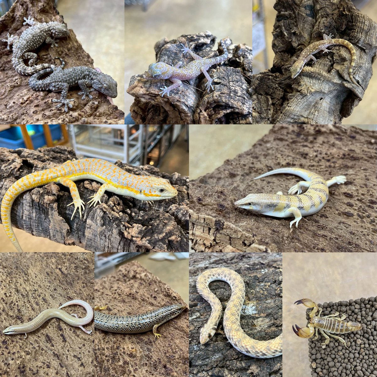 ペポニ@リミックスインター店 tweet media