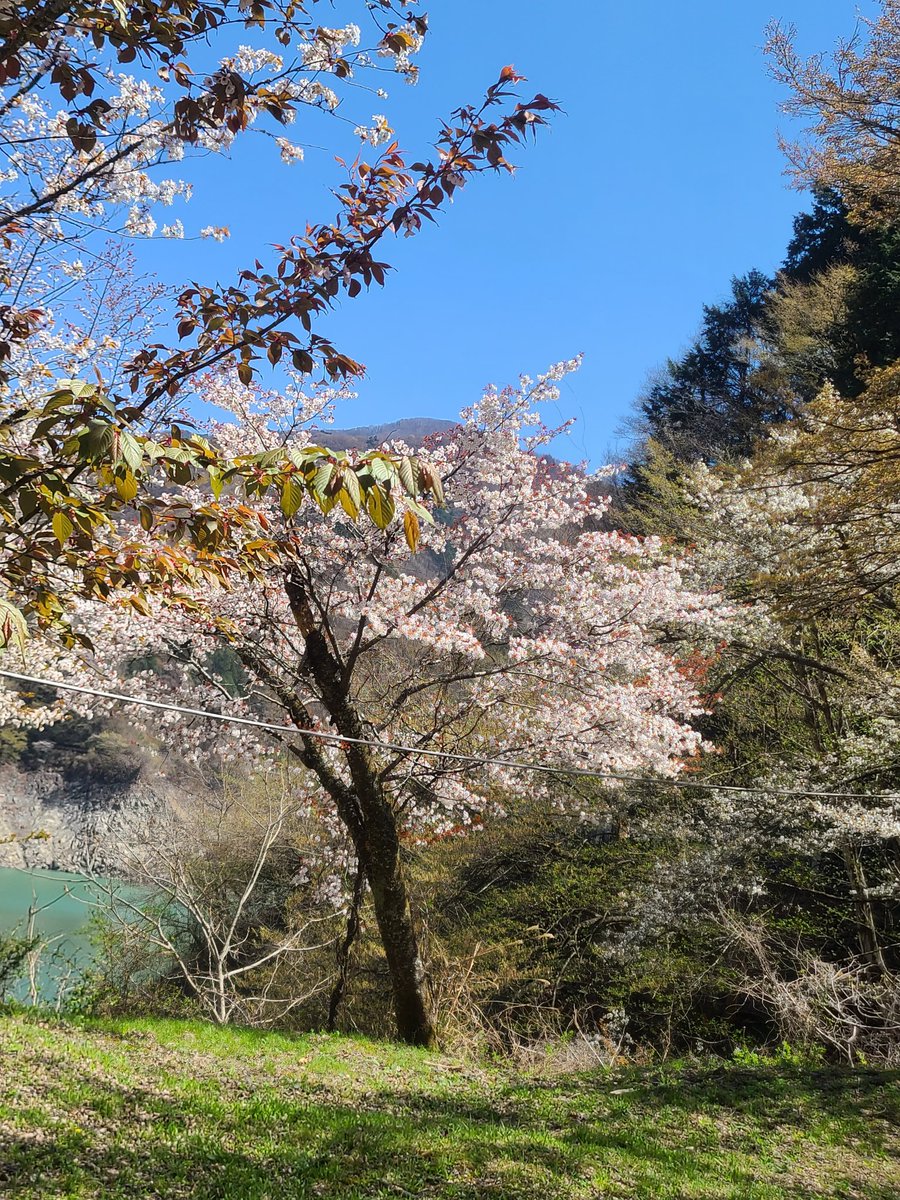 坂井里会 riesakai tweet media