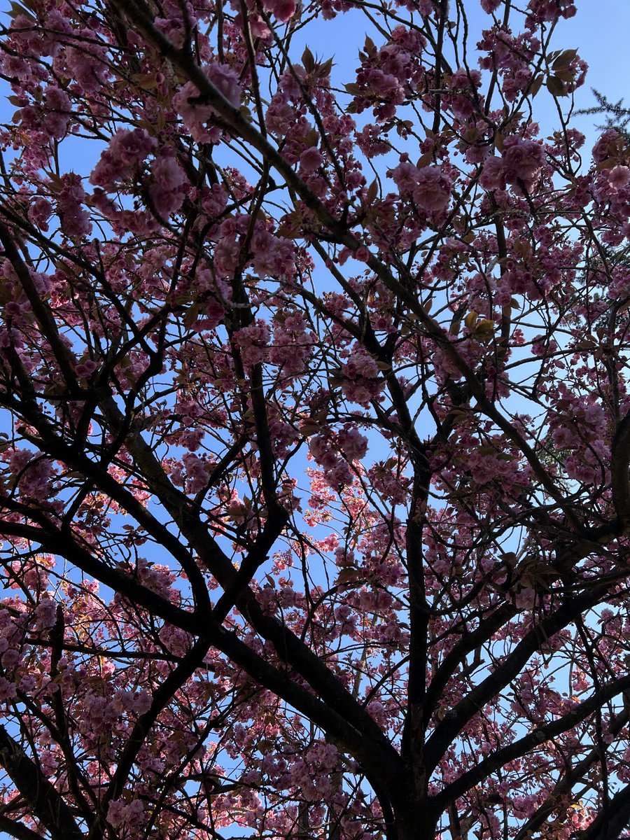 de Heyn Woeste C. tweet media