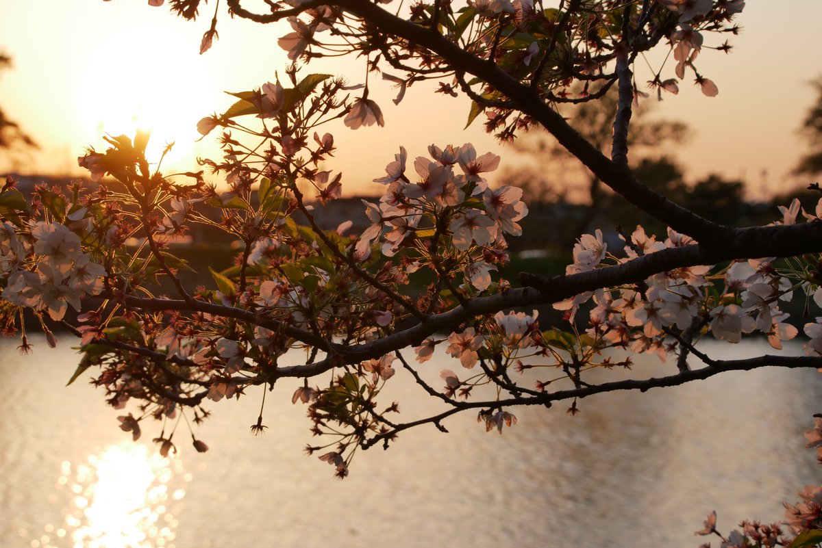 かすかびあん tweet media