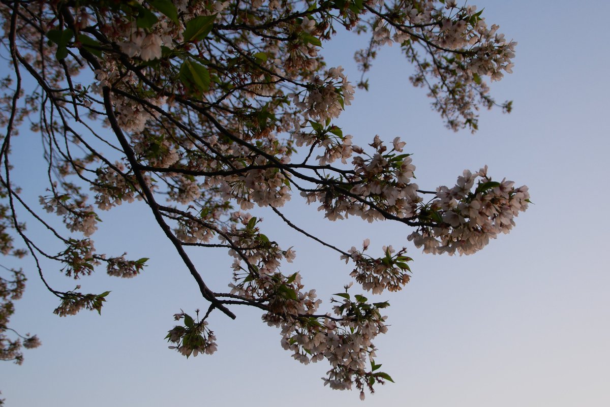 かすかびあん tweet media