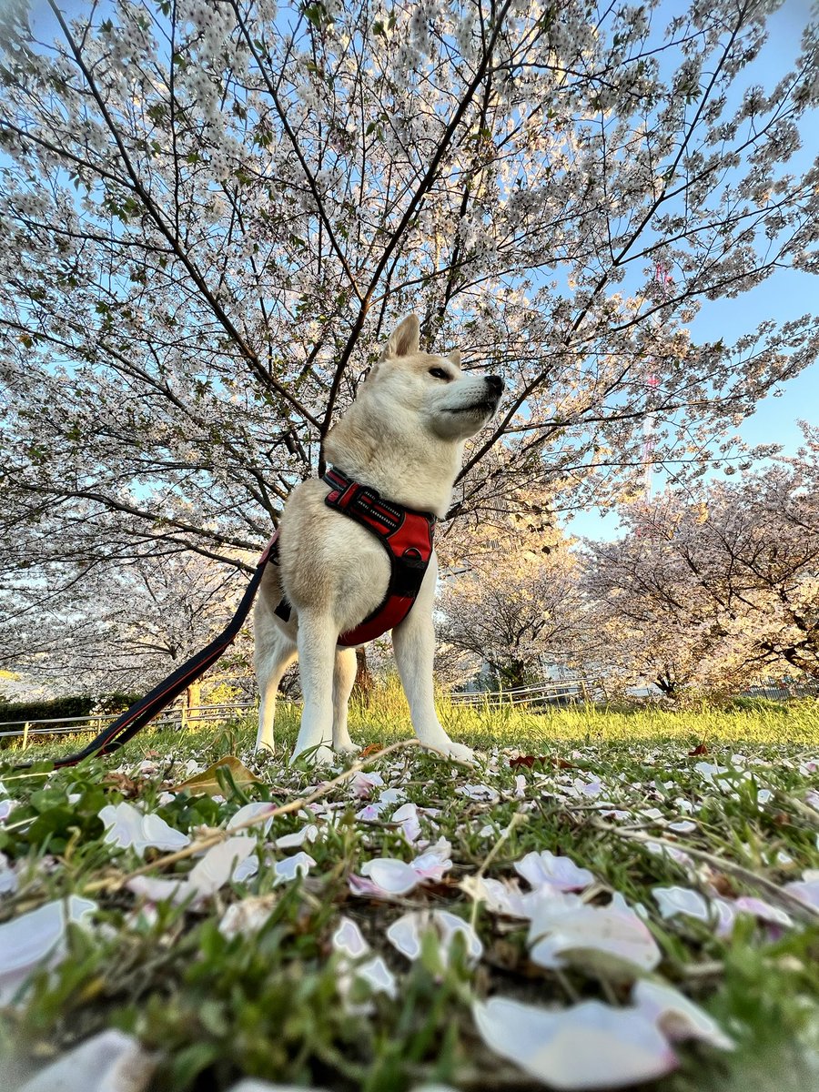 shibadog_48's tweet photo. #柴の日 #柴犬 #柴犬のいる生活  #柴犬のいる暮らし  #柴犬のいる幸せ  #柴犬大好き  #柴犬を崇めよ https://t.co/1nNBq92YIc
