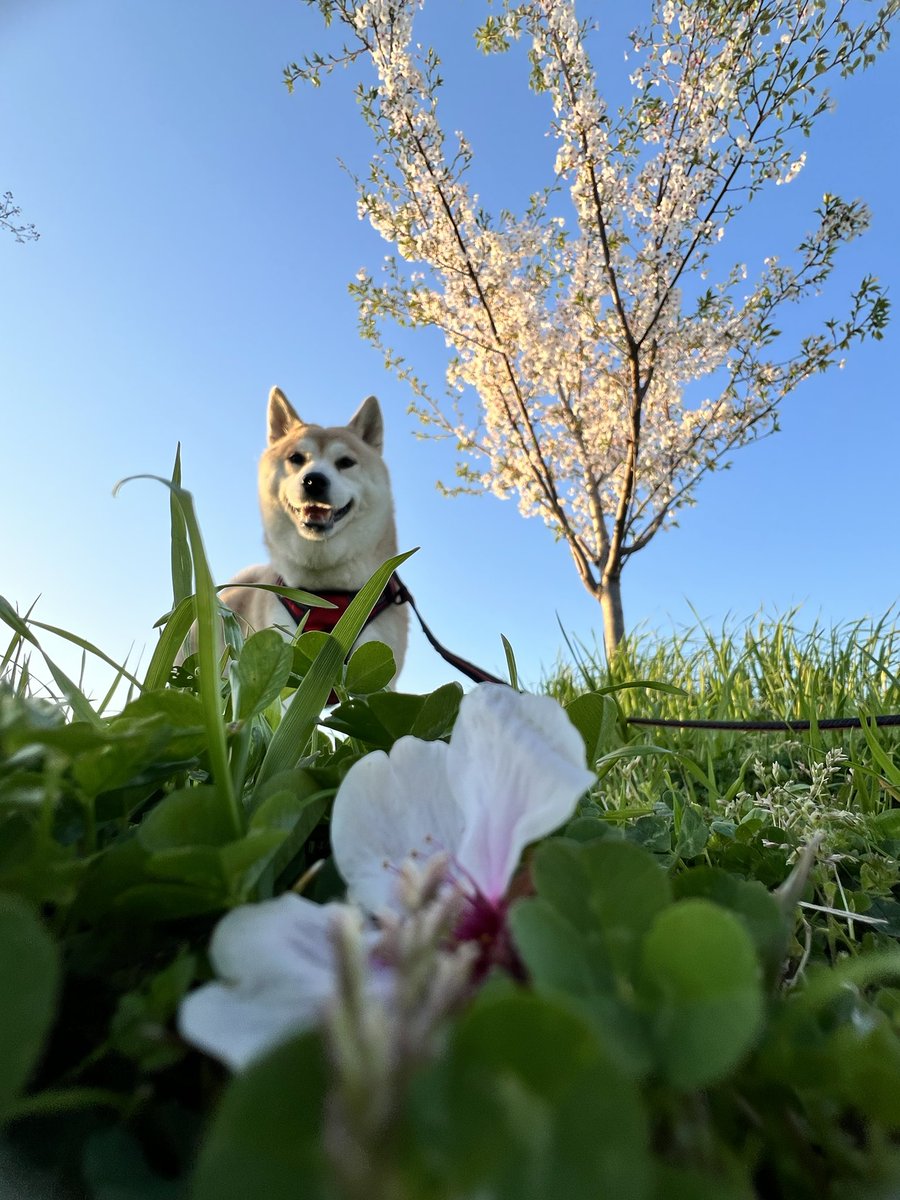 shibadog_48's tweet photo. #柴の日 #柴犬 #柴犬のいる生活  #柴犬のいる暮らし  #柴犬のいる幸せ  #柴犬大好き  #柴犬を崇めよ https://t.co/1nNBq92YIc