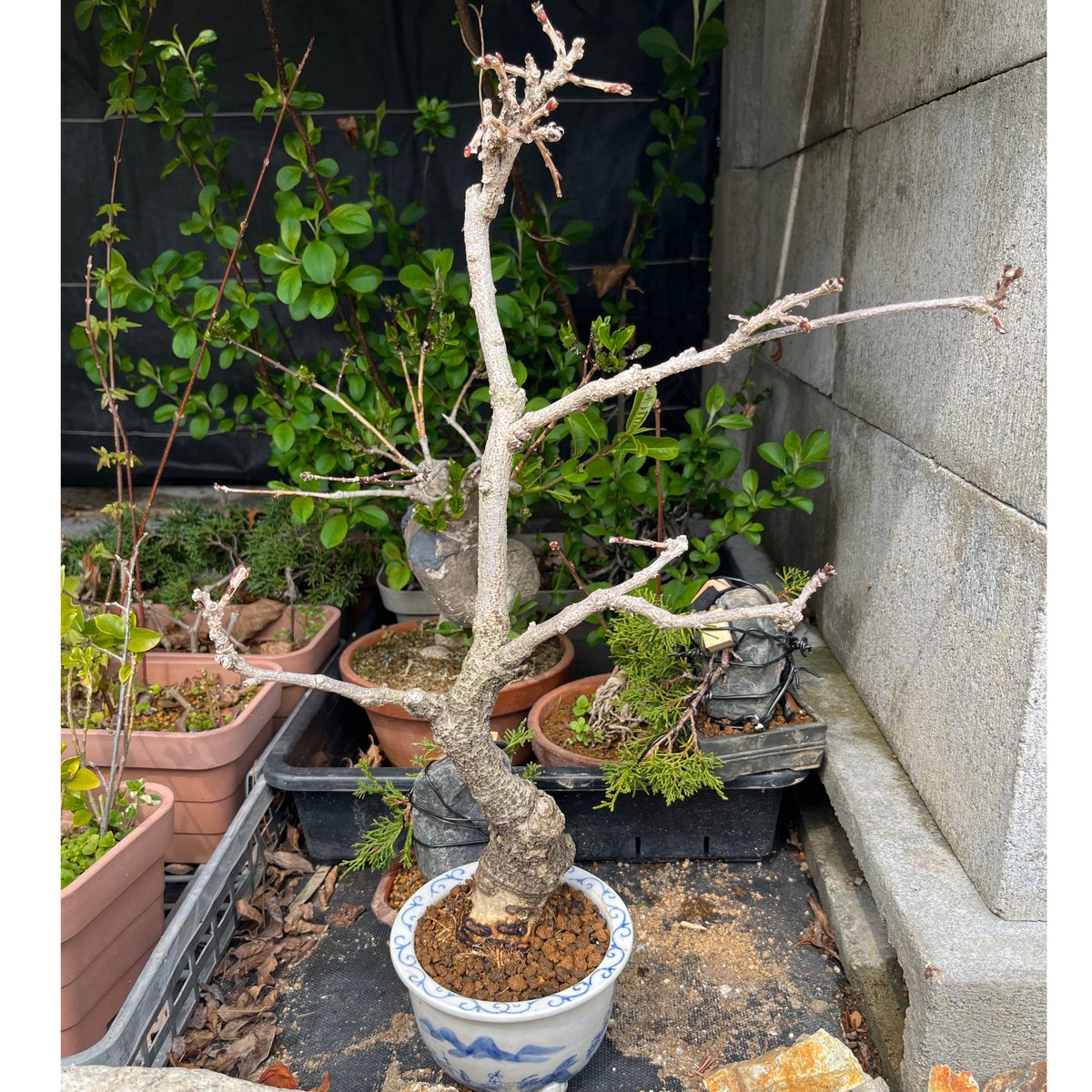 VBonsaiGarden's tweet photo. 一才藤を植え替えて、一回り小さくつくってみようと思います！
写真2枚目の赤色の位置で取り木(挿し木でもいけそうですが)しようと思います！

I'm going to repot the wisteria bonsai and try to make it a bit smaller
https://t.co/BXtYQck0Mm https://t.co/ojhgI2lFQi