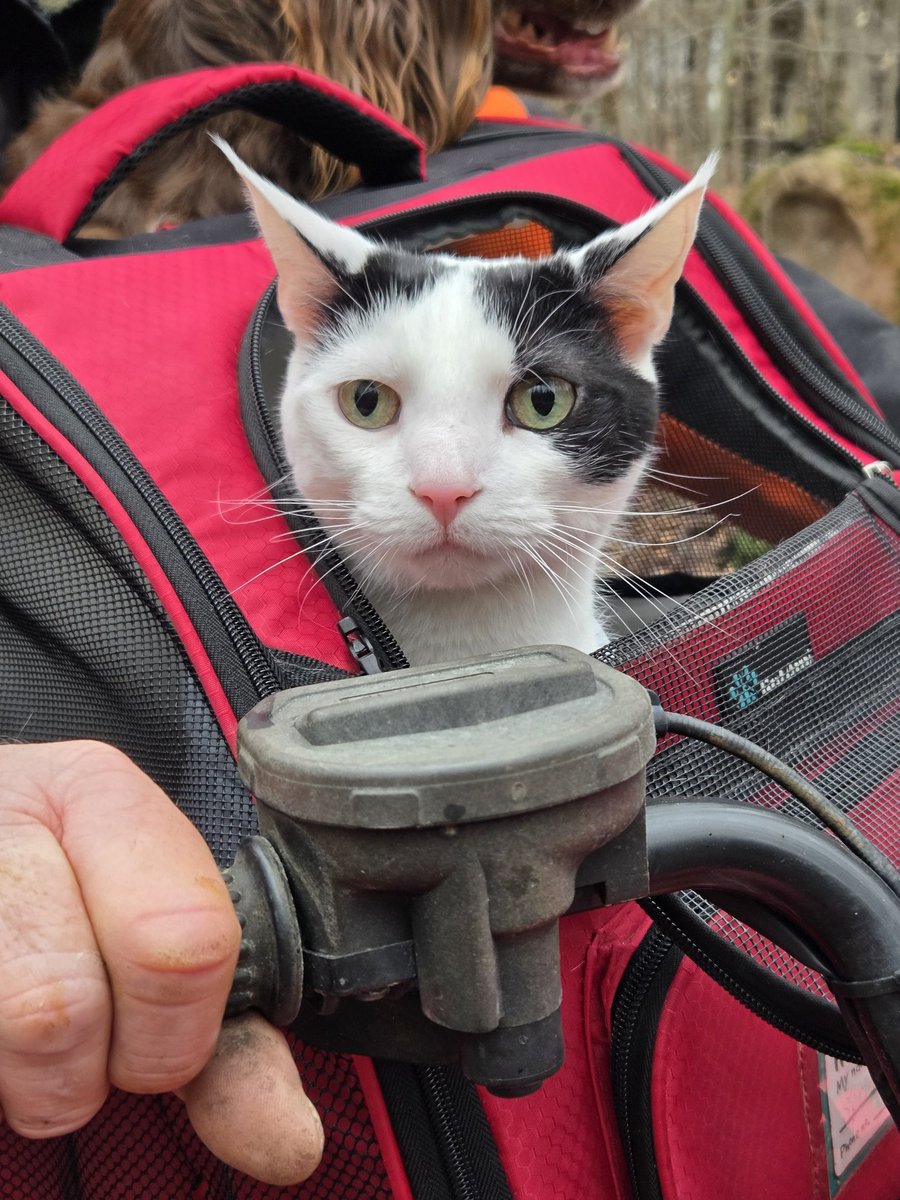 TheSprinklesCat's tweet image. On Easter, my family + I were clearing off our trails out back. Daddy got out the wheeler + I went for a slow short ride, wif him + Annie. Not my 1st time riding. Hope mew have a purrfect #WhiskersWednesday! #cowcat #CatsOfTwitterX #AdoptDontShop #StaySafeFurrends