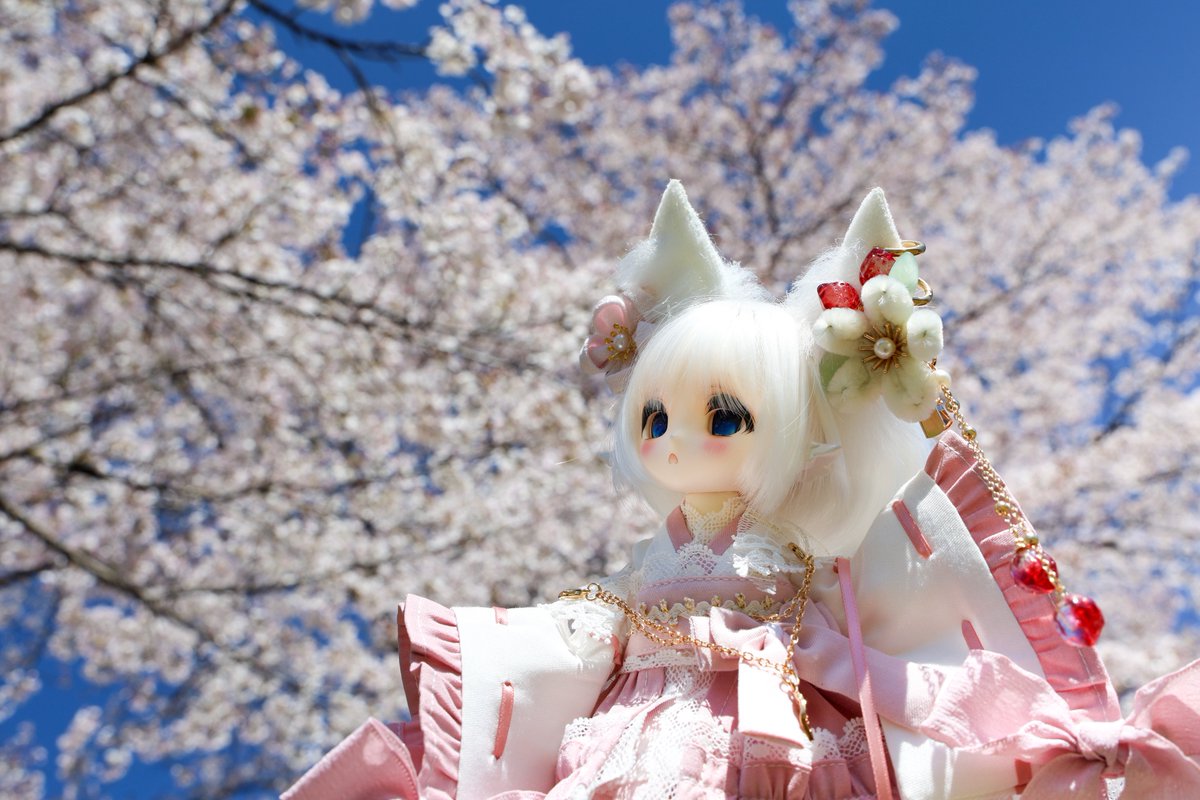 鏡の中の猫 tweet media