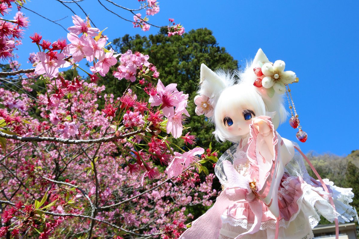 鏡の中の猫 tweet media