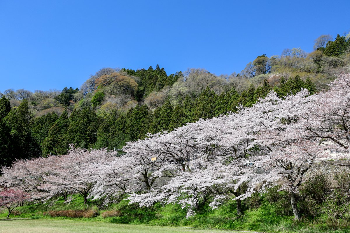 鏡の中の猫 tweet media