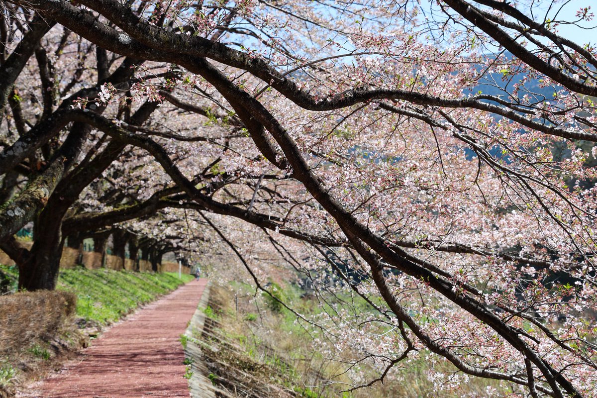 鏡の中の猫 tweet media