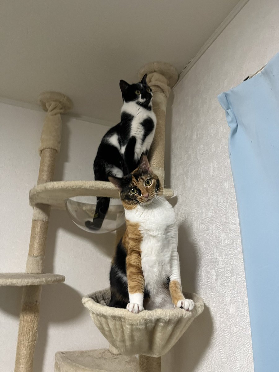 にぼし燻製器 tweet media