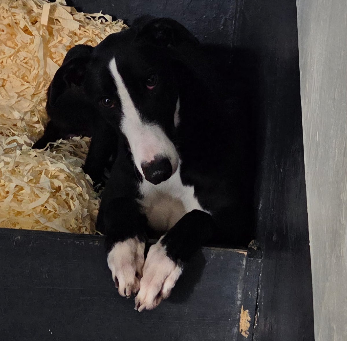 denise ryan tweet media