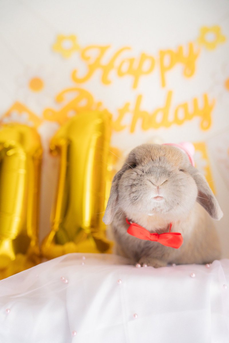 chumon_rabbit's tweet photo. 本日、無事11歳迎えました🎊🐰🎂🌸
超シニアだけどまだまだベビーフェイスなちゅもんさん❤️これからもマイペースに健康に過ごそうね🥰🐰

#うさぎ #うさぎのいる暮らし
#ご長寿うさぎ https://t.co/NqPacZjF00