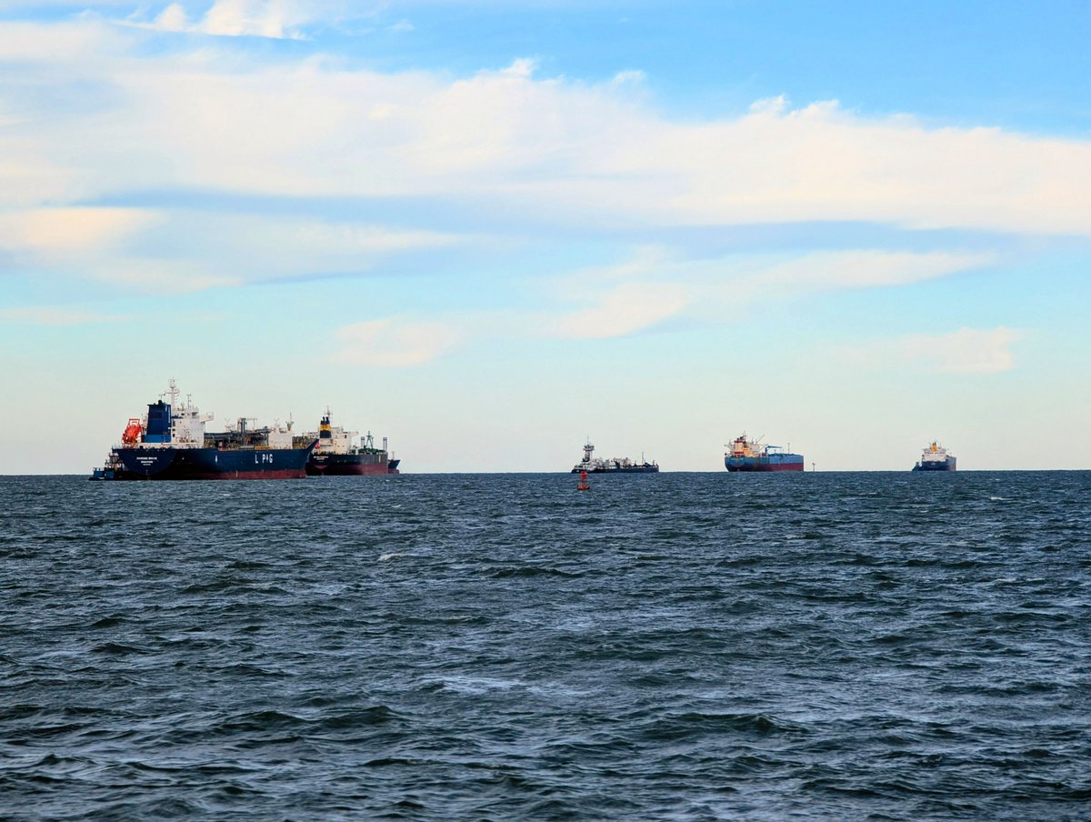 帆立 Hotate/Scallop tweet media