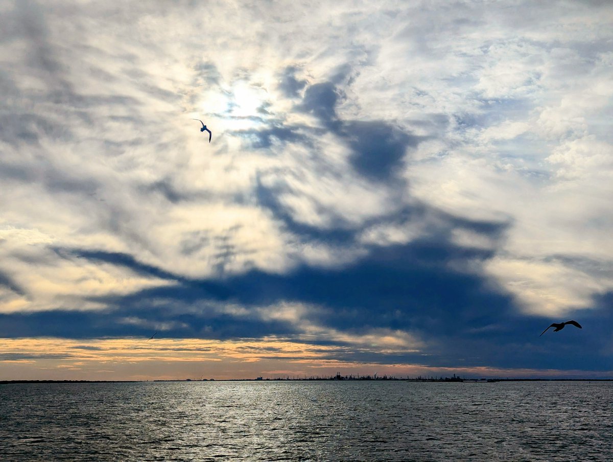 帆立 Hotate/Scallop tweet media